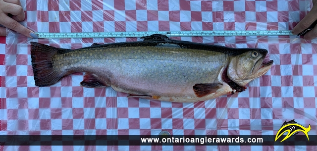 21" Brook/Speckled Trout caught on Halls Lake