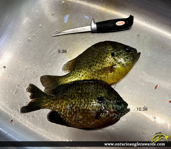 9.38" Bluegill caught on Bobs Lake 