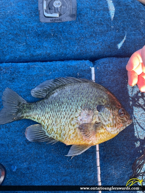 11" Pumpkinseed caught on La Cloche Lake