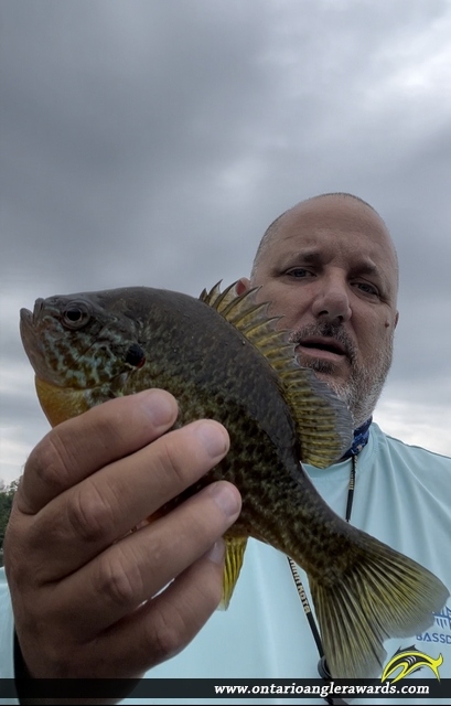 9.25" Pumpkinseed caught on Gloucester Pool