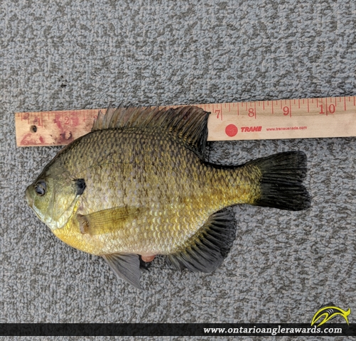 9.25" Pumpkinseed caught on Lake Simcoe