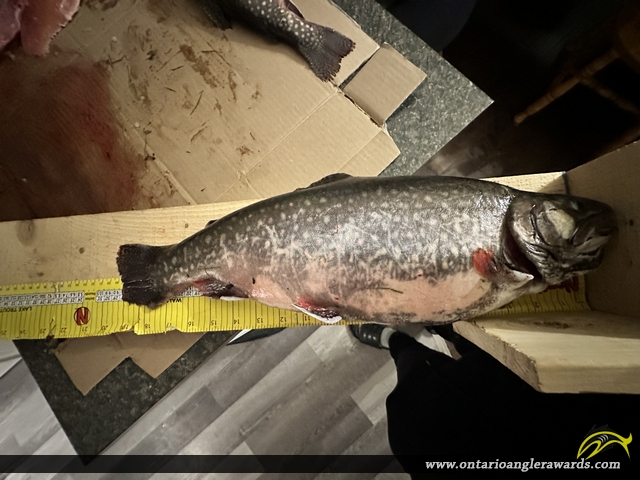 19" Brook/Speckled Trout caught on Tower lake