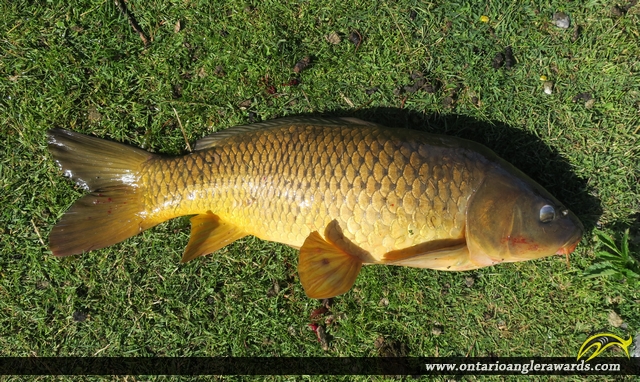 30" Carp caught on Rice Lake