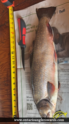 20" Brook/Speckled Trout caught on Land Locked Lake 
