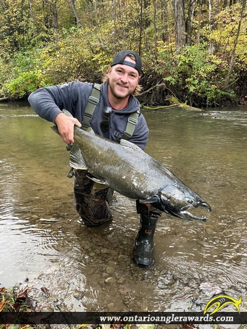 36" Chinook Salmon caught on Big Creek