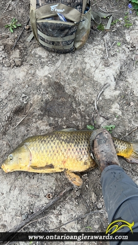 31" Carp caught on Big Otter 