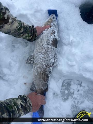 27.25" Whitefish caught on Lake Simcoe