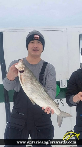 26.75" Whitefish caught on Lake Simcoe