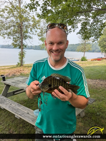 9.5" Pumpkinseed caught on Bright Lake