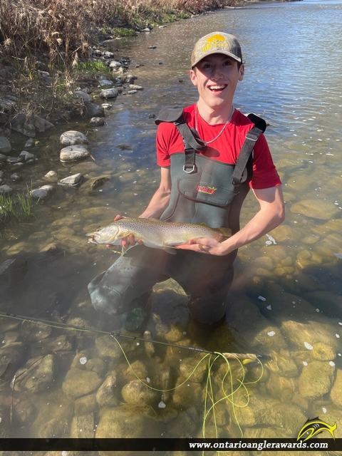 24" Brown Trout caught on Conostogo River 