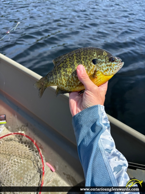11" Pumpkinseed caught on McFarland Lake