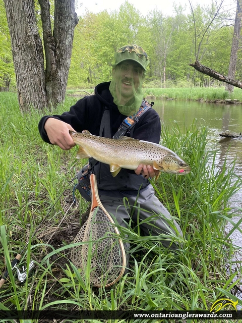 22" Brown Trout caught on Sydenham River 