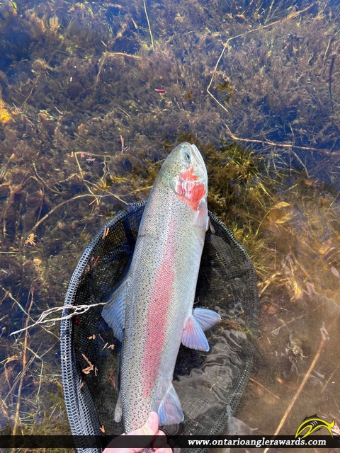 23.5" Rainbow Trout caught on Lake Sha