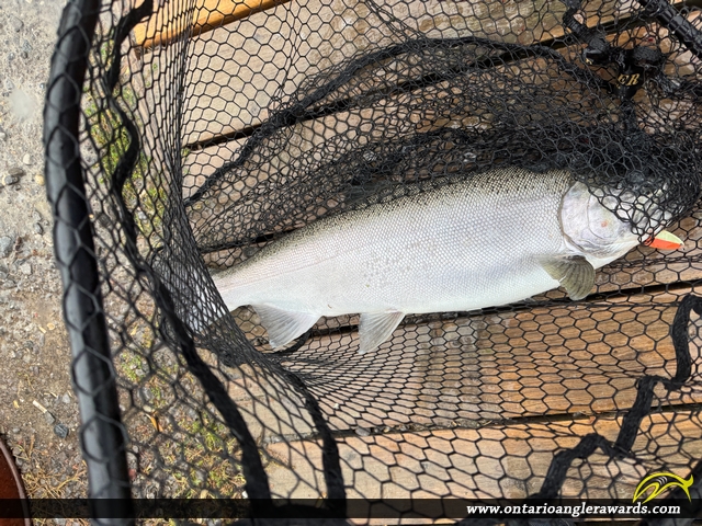30" Coho Salmon caught on Ganaraska River