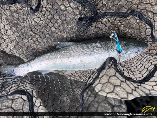 30" Coho Salmon caught on Lake Ontario