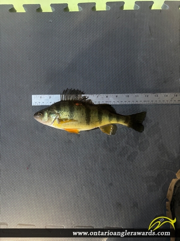 12" Yellow Perch caught on Rondeau Bay