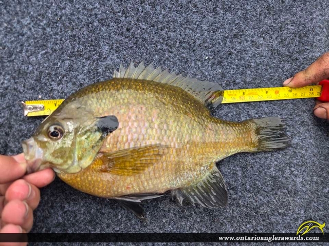 9.5" Bluegill caught on Rideau river