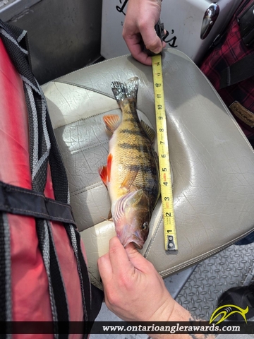12.5" Yellow Perch caught on Lake of the Woods