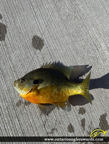 9" Bluegill caught on Rice Lake
