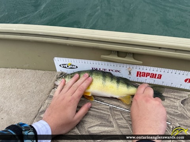 14.5" Yellow Perch caught on Lake Erie 