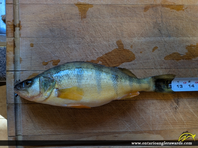 12.5" Yellow Perch caught on Lake Simcoe