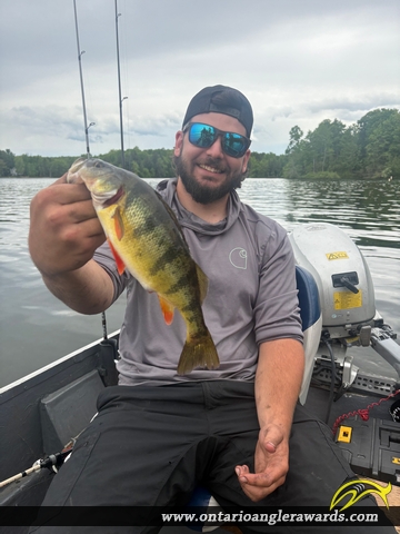12" Yellow Perch caught on Big Rideau River