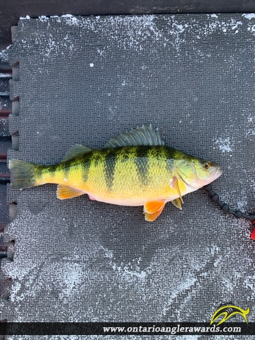13" Yellow Perch caught on St. Lawrence River