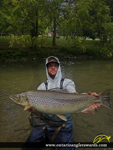 29.75" Brown Trout caught on Oshawa Creek