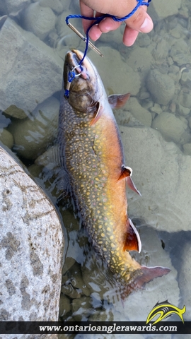 22" Brook/Speckled Trout caught on Nipigon River