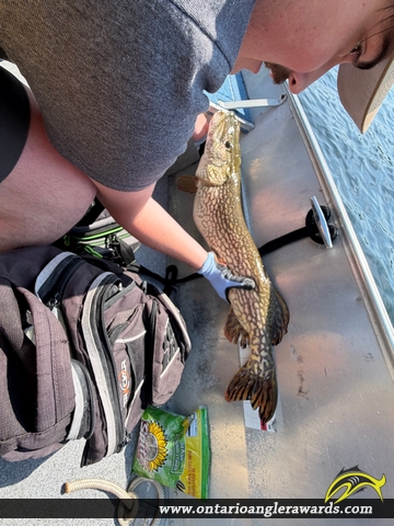 36" Northern Pike caught on Lake of the Woods