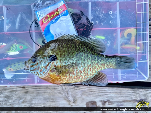 9" Bluegill caught on Big Clear Lake