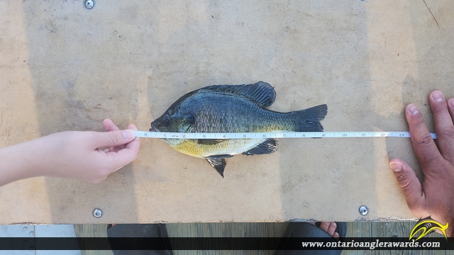 9" Bluegill caught on Hurds Lake 