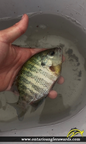 9" Bluegill caught on Welland canal 