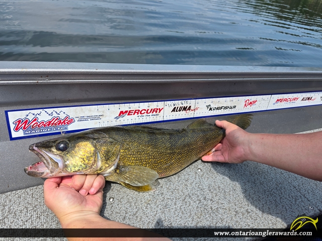 27.5" Walleye caught on Winnipeg River System