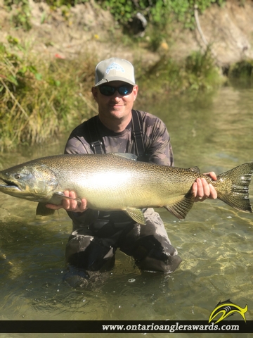38" Chinook Salmon caught on Bowmanville Creek