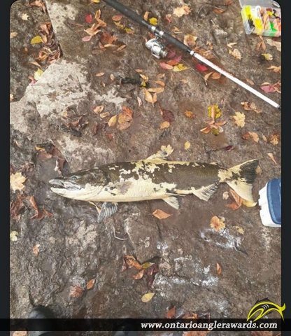36" Chinook Salmon caught on Moira River 