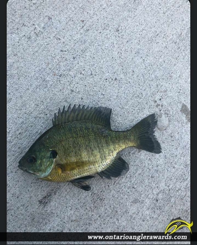 9" Bluegill caught on Moira River 
