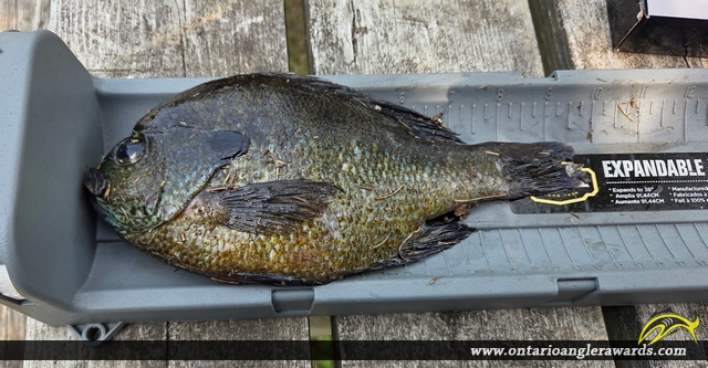 10" Bluegill caught on Jack\'s Lake 