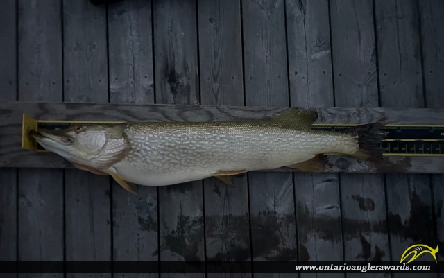 42.5" Northern Pike caught on Lake of the Woods