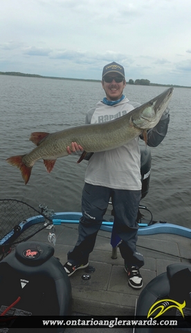 52" Muskie caught on Lake Nipissing 