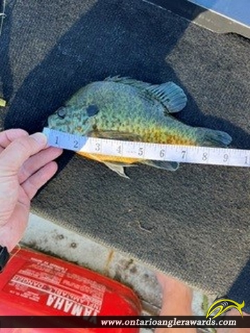 9" Bluegill caught on White Lake