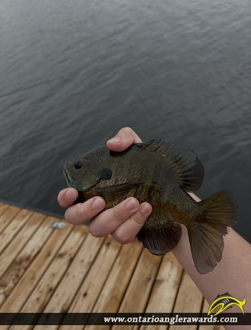 9.25" Bluegill caught on Sparrow lake