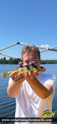 12" Yellow Perch caught on White Lake