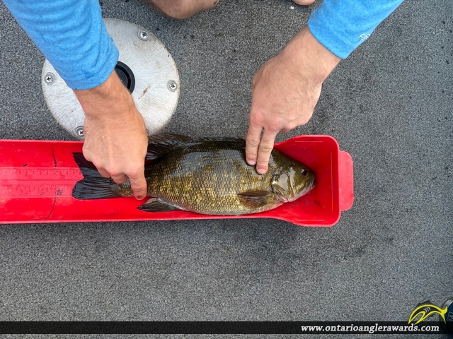 17" Smallmouth Bass caught on Clearwater bay