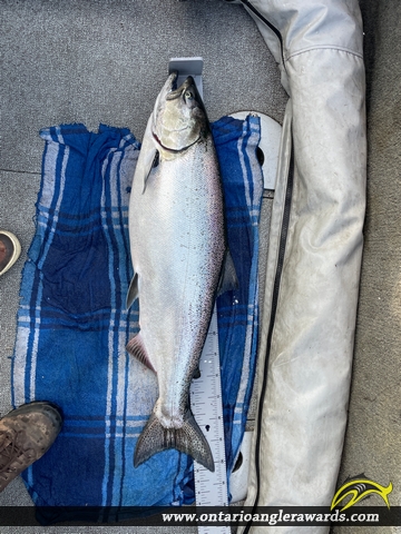 36.25" Chinook Salmon caught on Lake Ontario