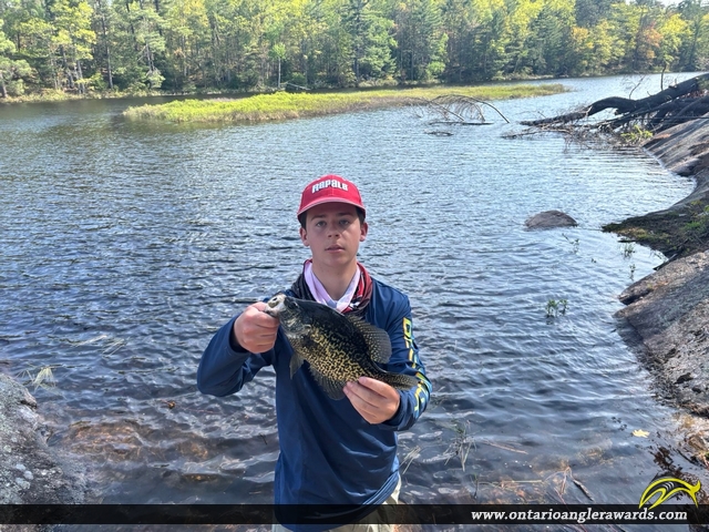 14.5" Black Crappie caught on Cold Lake
