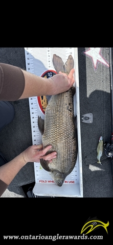 27.25" Whitefish caught on Lake of the Woods