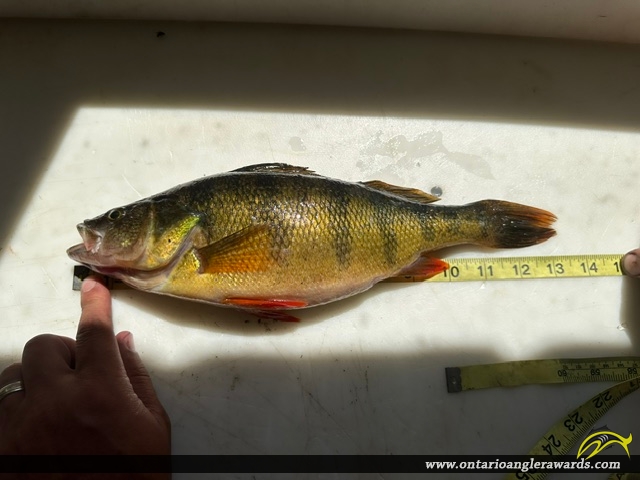 13" Yellow Perch caught on Flint Lake