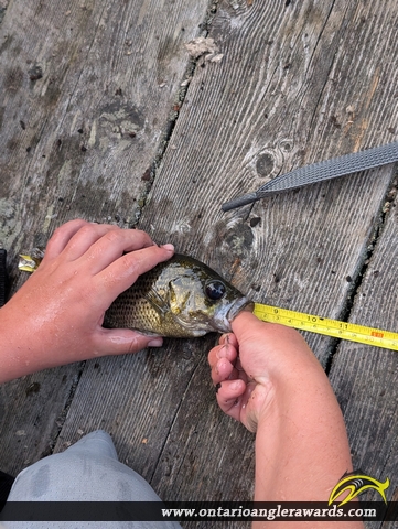 56" Splake caught on Ahmic lake 
