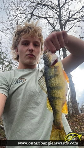 12.5" Yellow Perch caught on Mountsberg Reservoir 